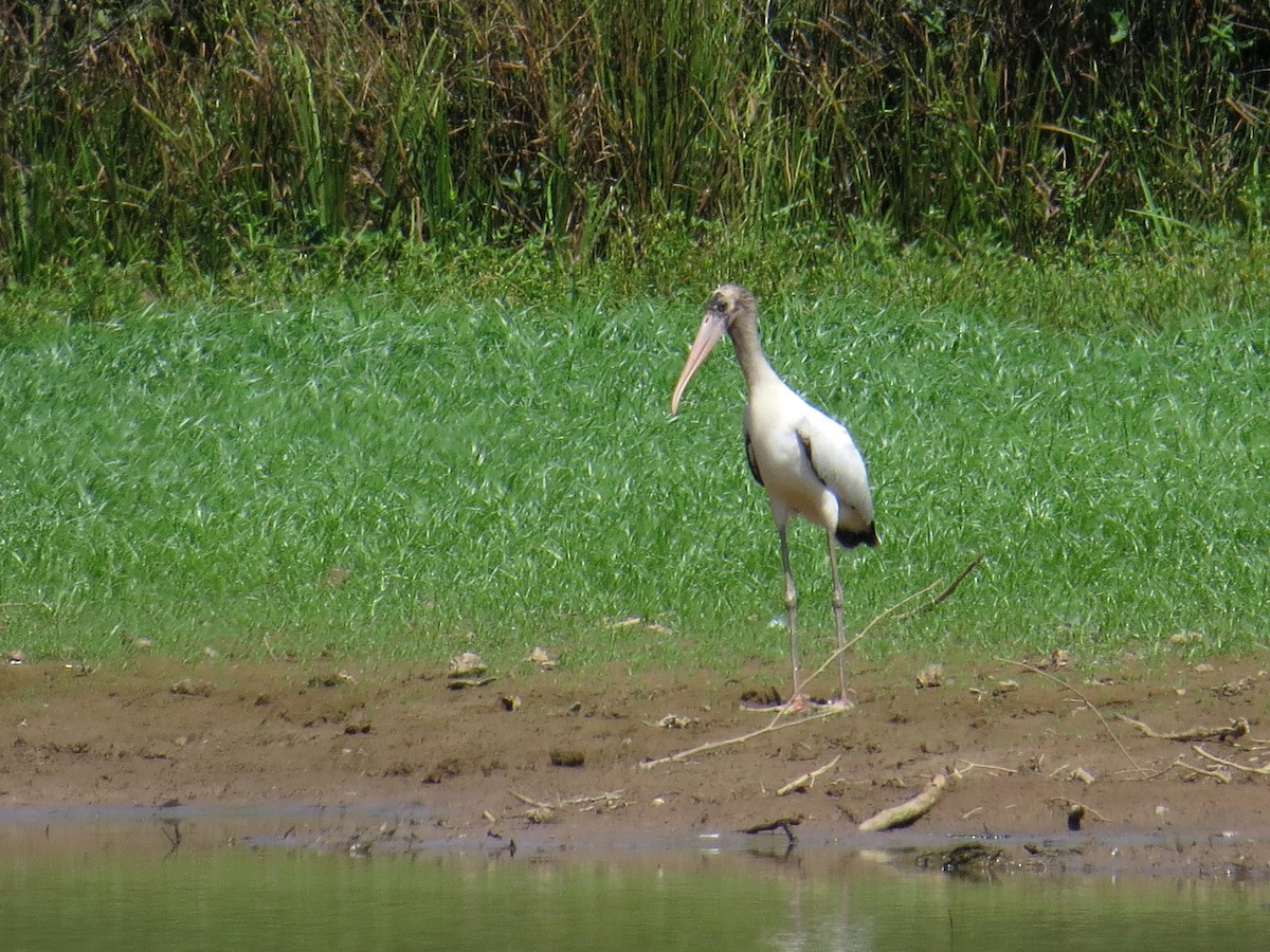 Wood Stork - ML67176521