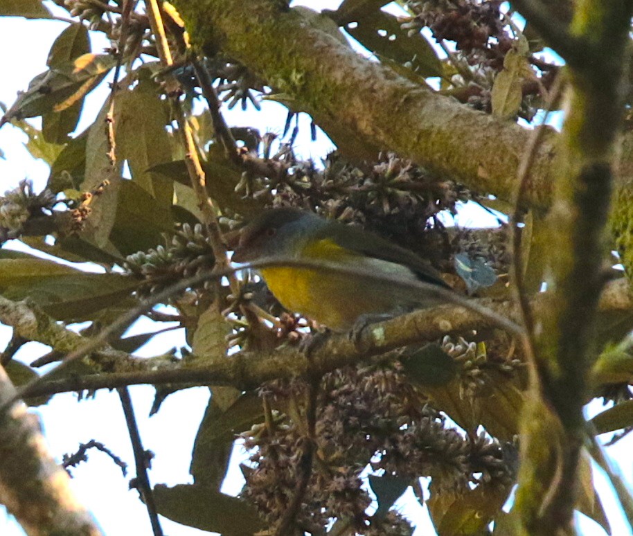 Rufous-browed Peppershrike - ML67178061