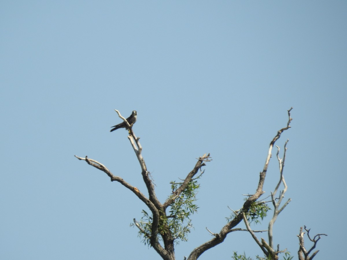 Peregrine Falcon - ML67180091