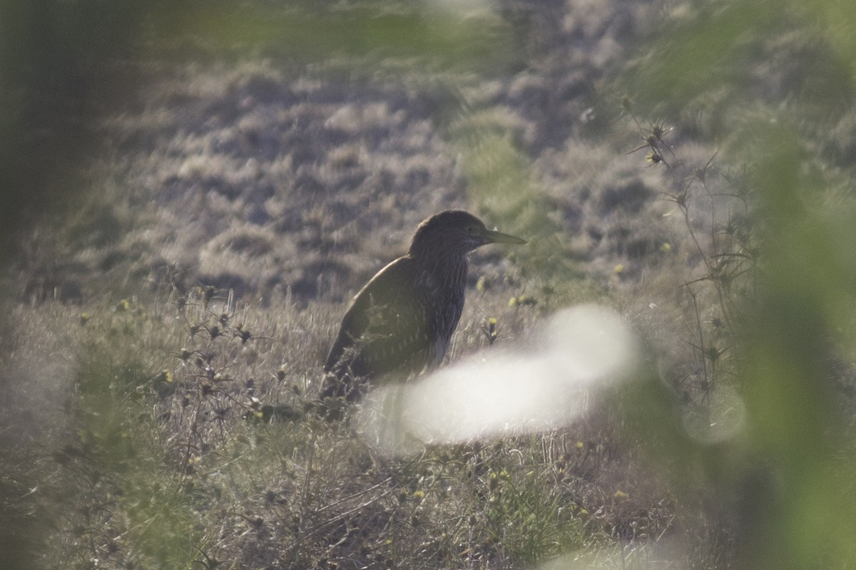 Black-crowned Night Heron - ML67180331