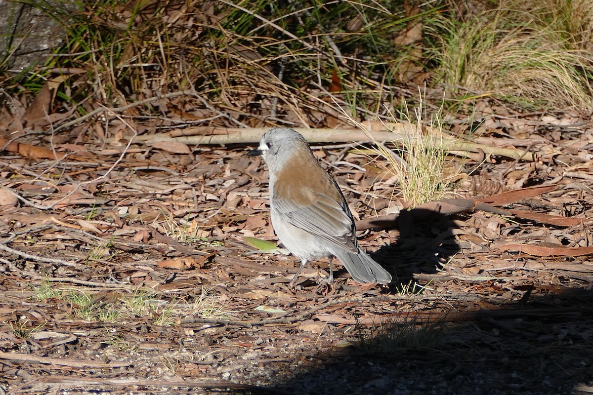 Gray Shrikethrush - ML67180671