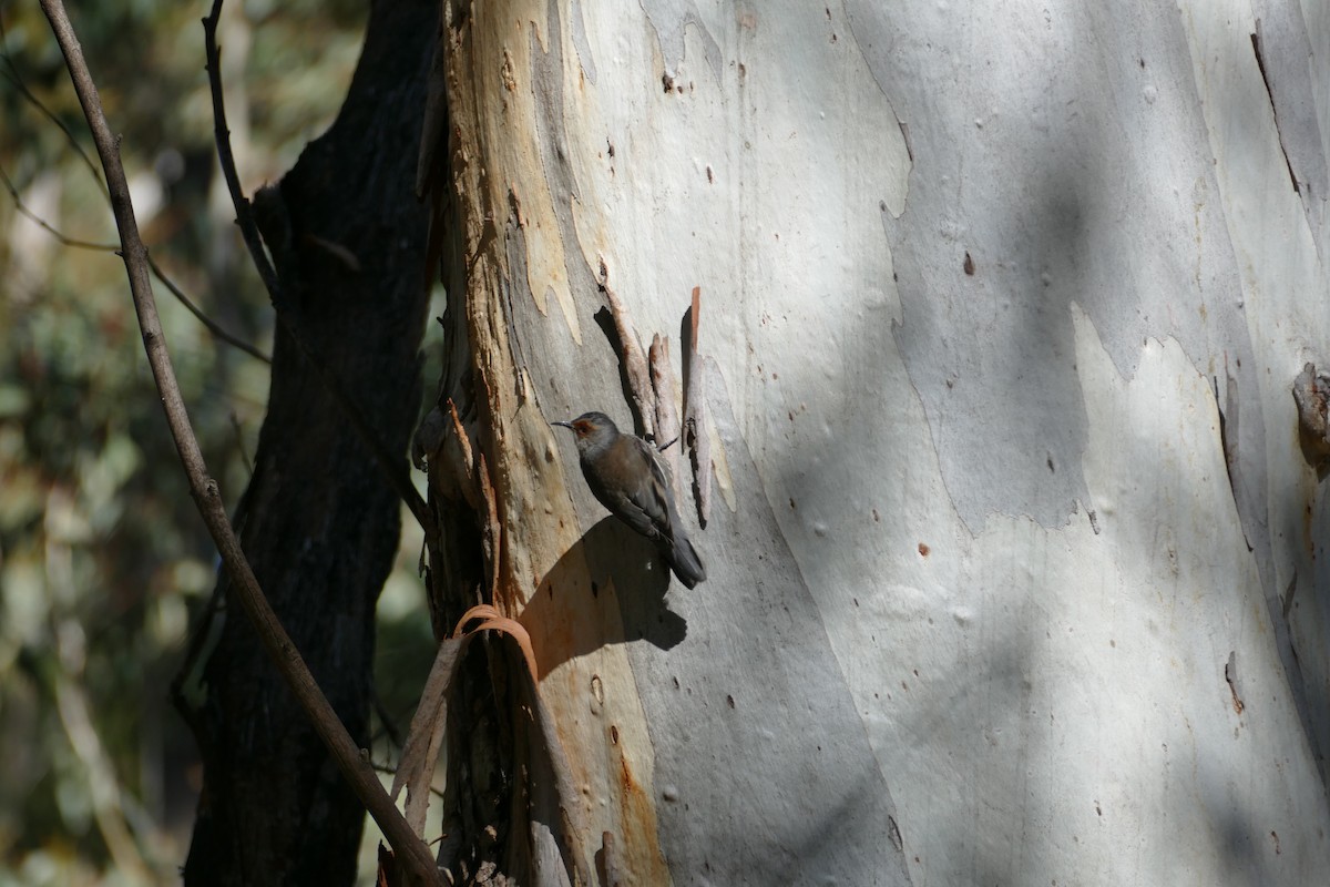 Red-browed Treecreeper - ML67180751