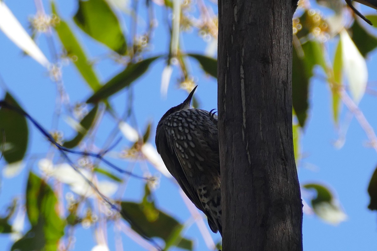 Red-browed Treecreeper - ML67181041