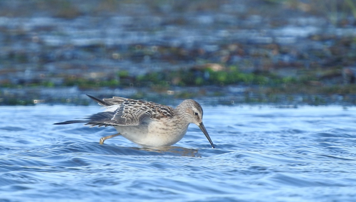 Stilt Sandpiper - ML67181271