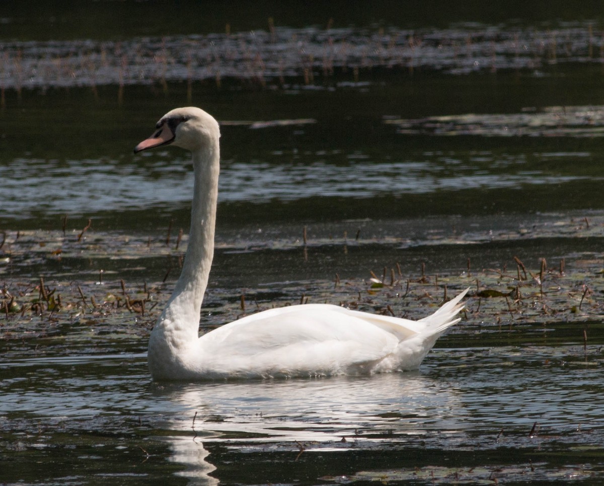 Mute Swan - ML67181891