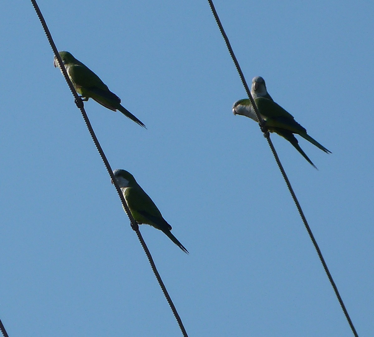 Monk Parakeet - ML67183811