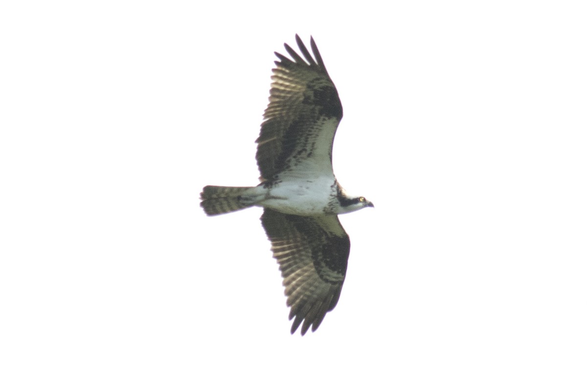 Águila Pescadora - ML67185861