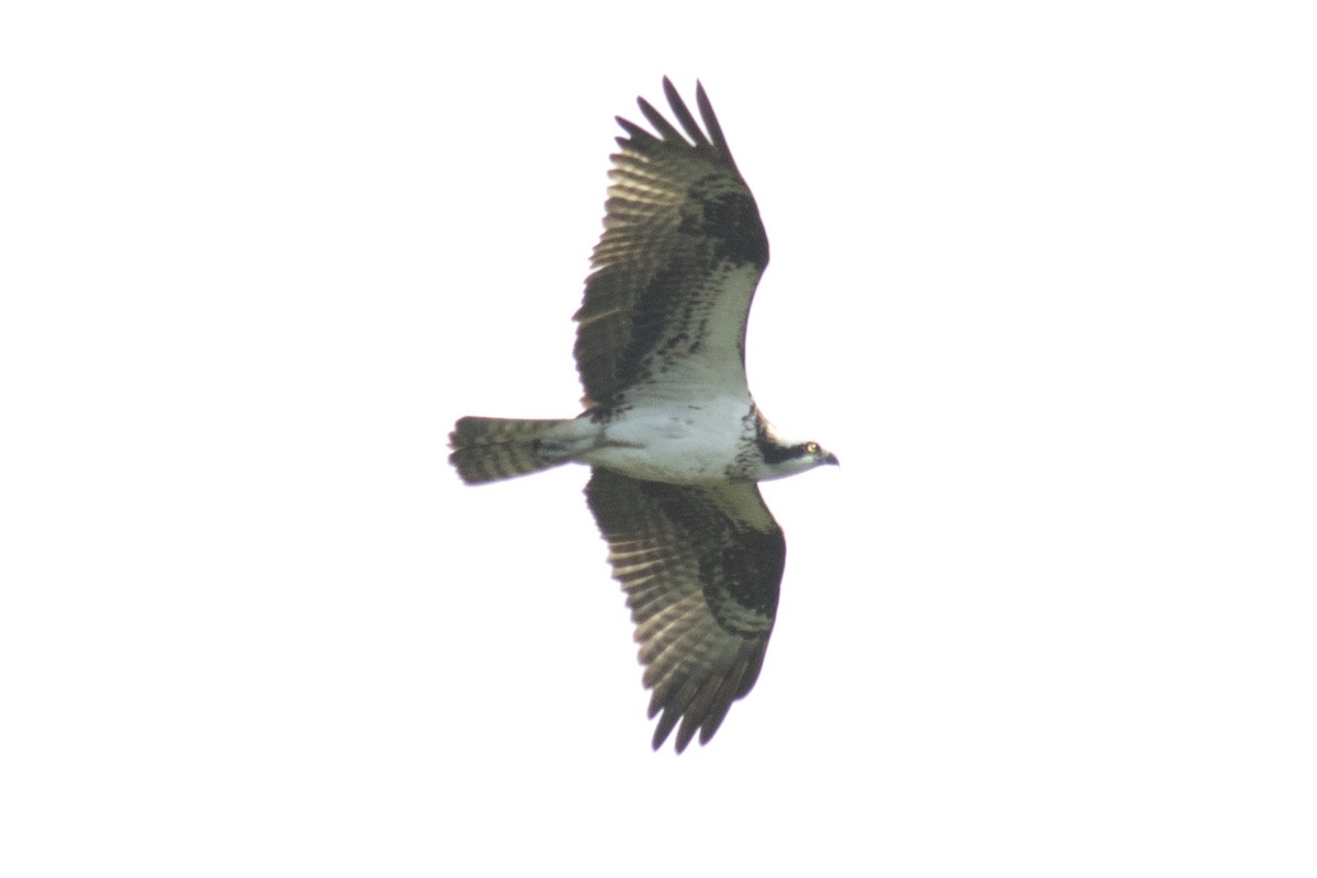 Osprey - ML67185861