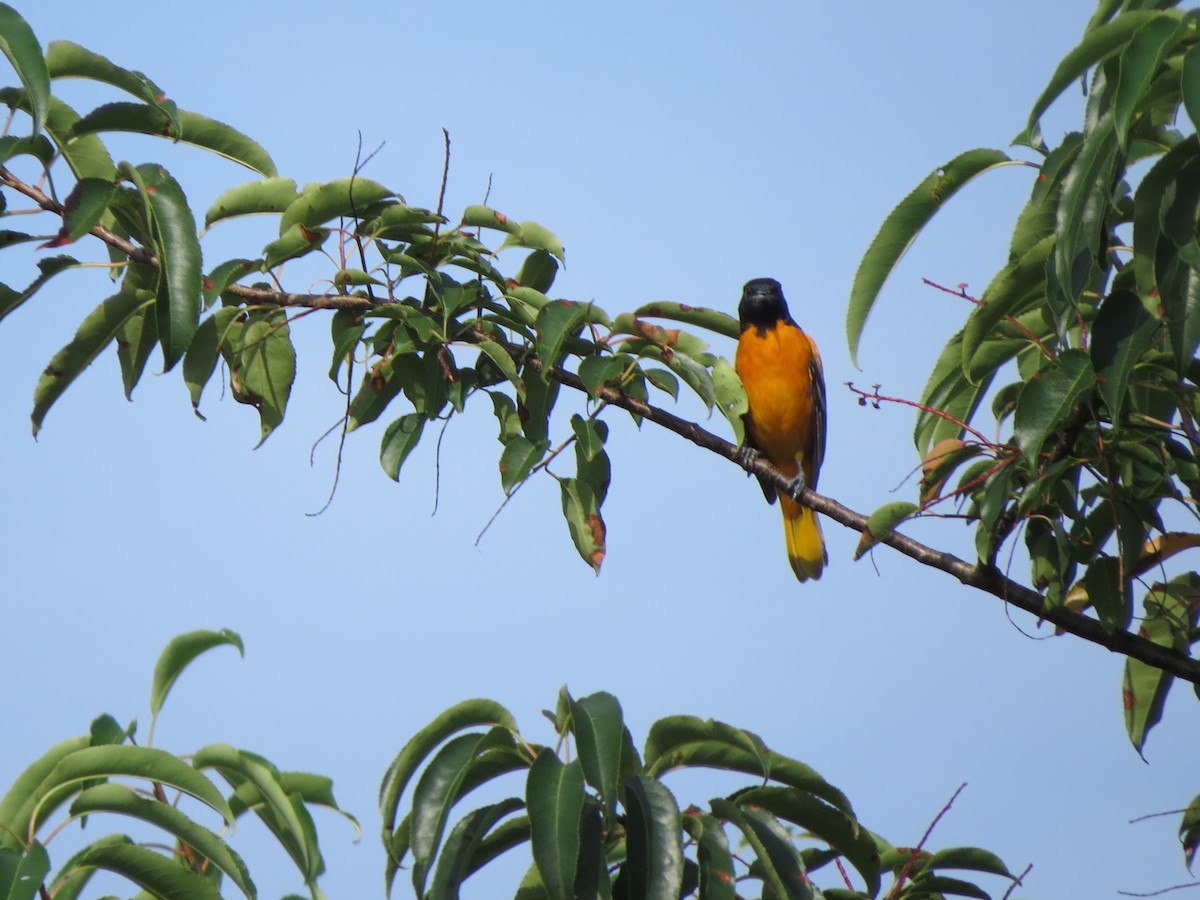 Baltimore Oriole - ML67187031