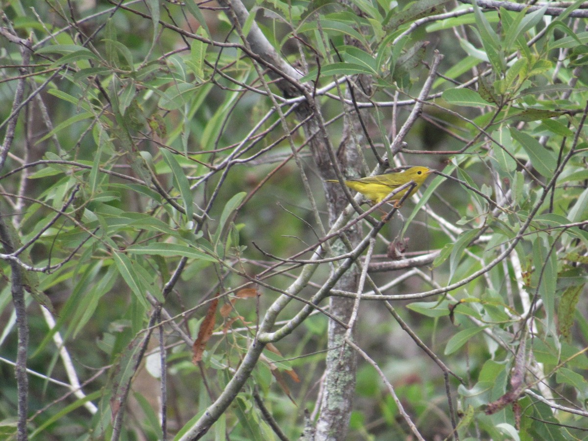 Yellow Warbler - David LaGrange