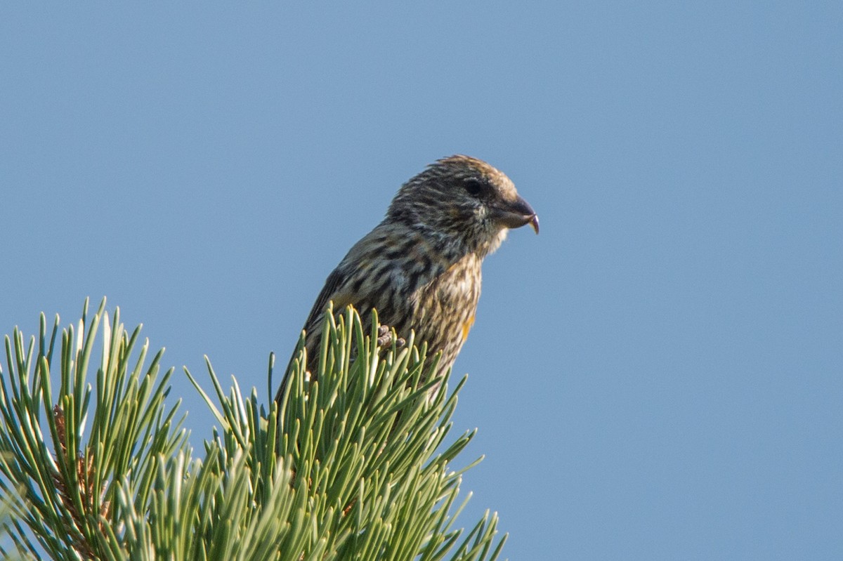 Cassia Crossbill - ML67189941