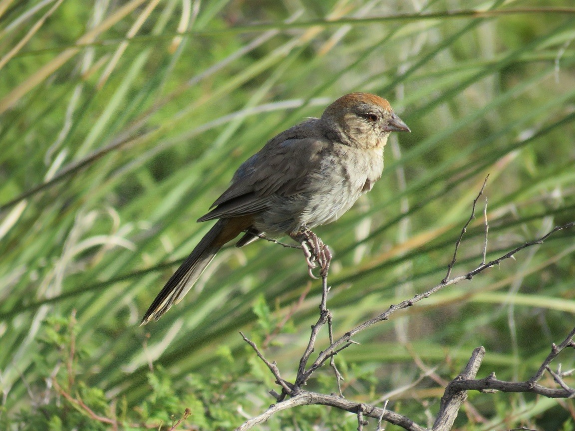 Canyon Towhee - ML67190031