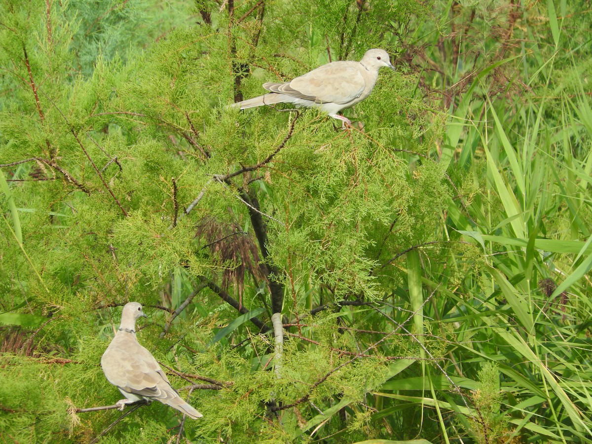 Eurasian Collared-Dove - ML67190101