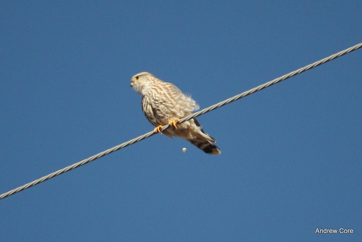 Merlin (Prairie) - Andrew Core