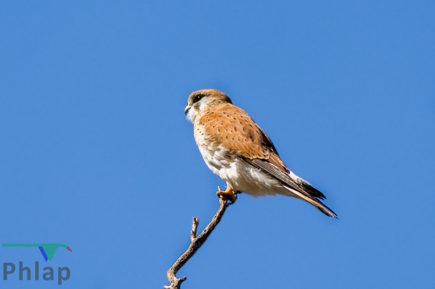 Nankeen Kestrel - ML67194741