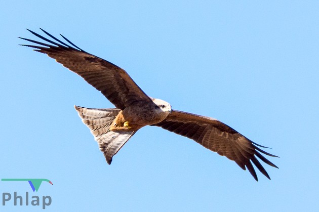 Black Kite - Rodney Appleby