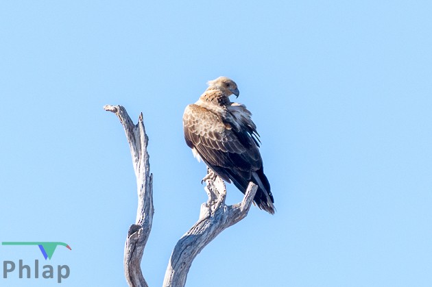 Whistling Kite - ML67194871