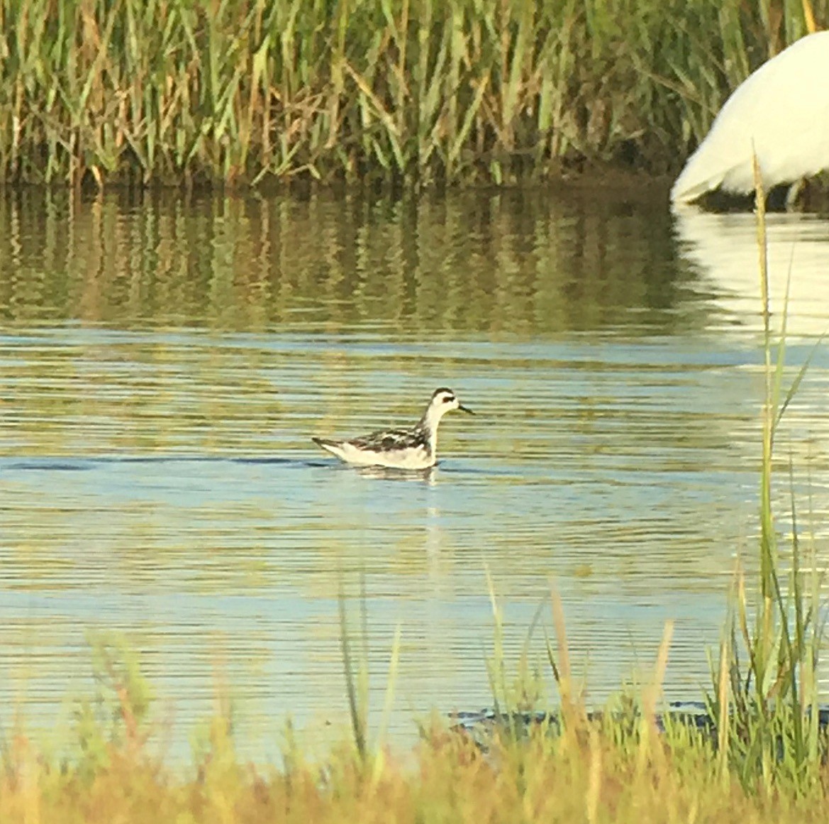 Red-necked Phalarope - ML67194961