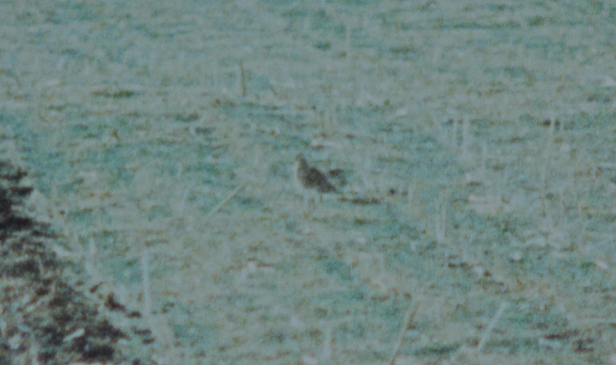 Upland Sandpiper - ML67195191