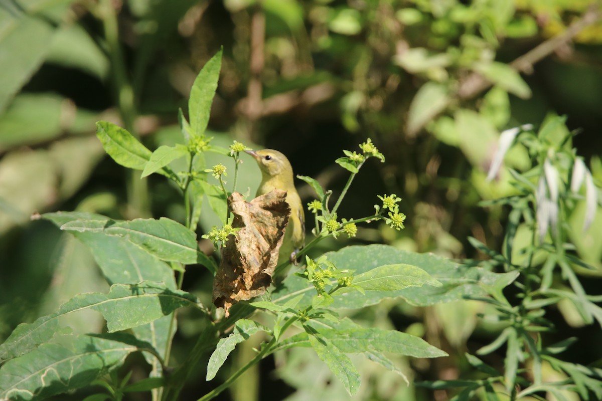 Tennessee Warbler - ML67197781