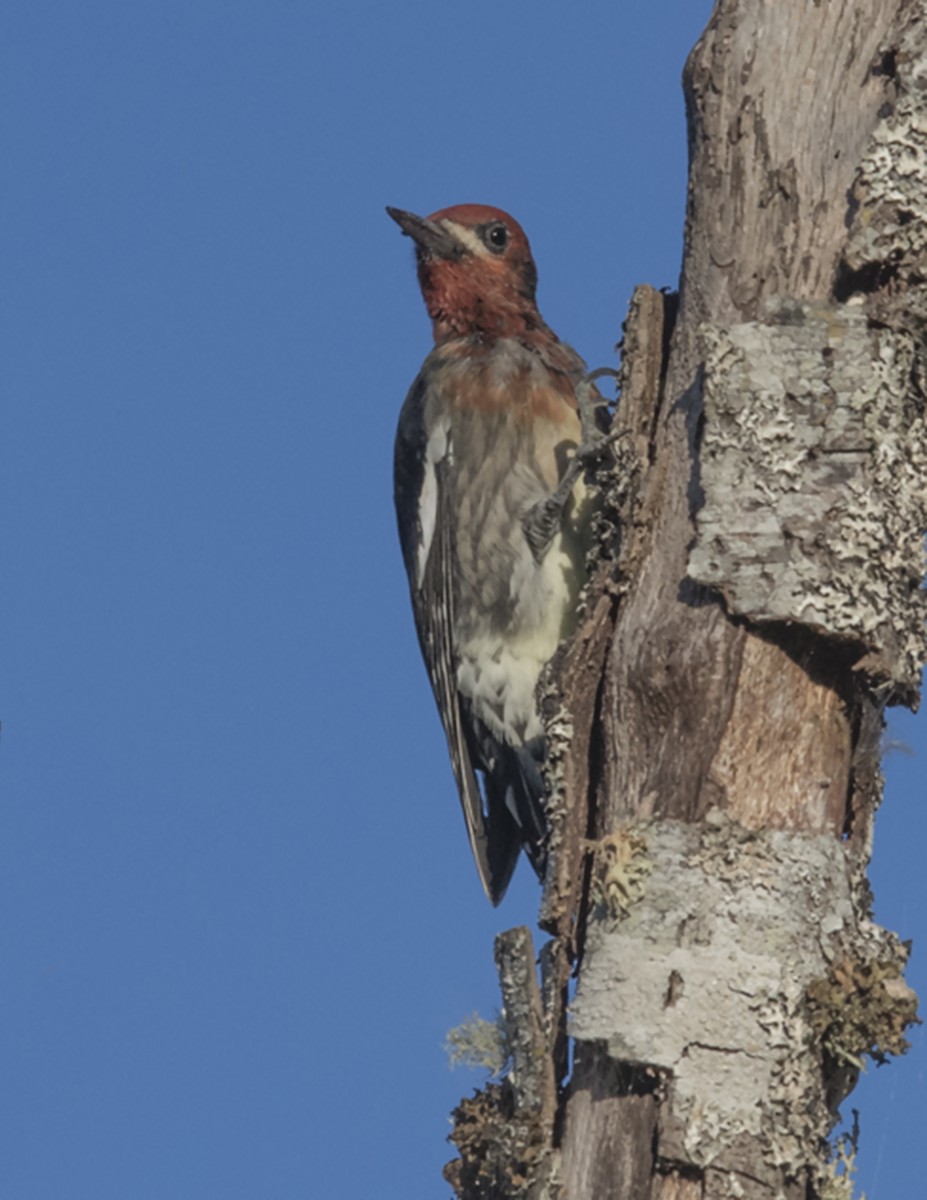 Red-breasted Sapsucker - ML67199811
