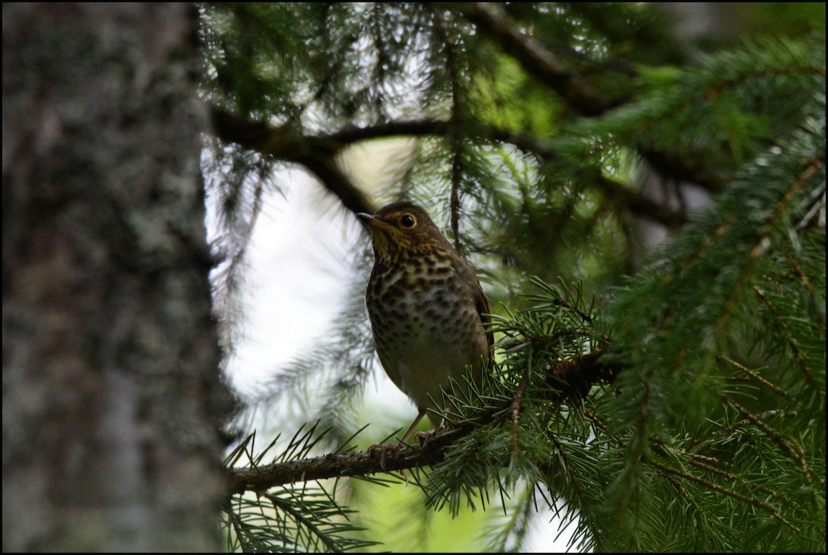 Swainson's Thrush - ML67200731