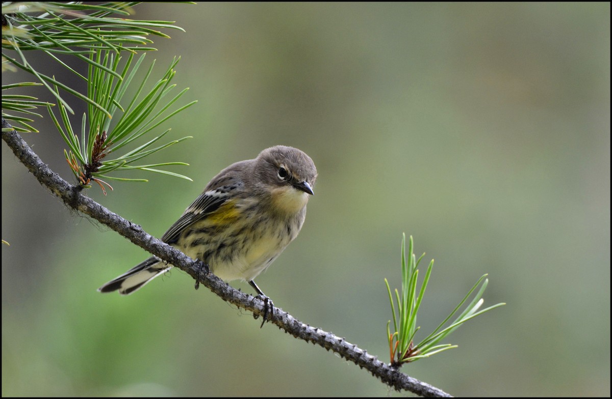 Yellow-rumped Warbler - ML67200751