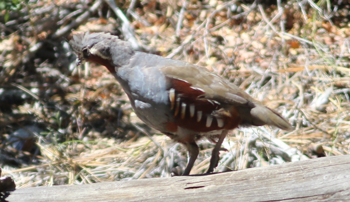 Mountain Quail - ML67201261