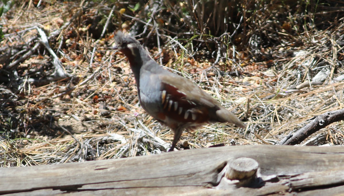 Mountain Quail - ML67201301