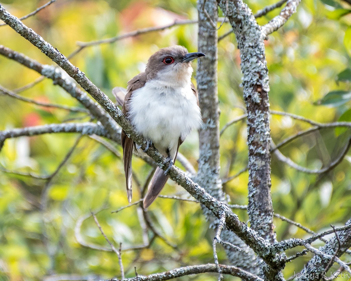 Black-billed Cuckoo - ML67201821