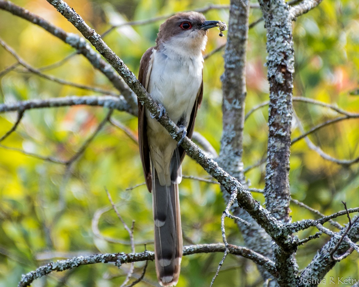 Black-billed Cuckoo - ML67201851