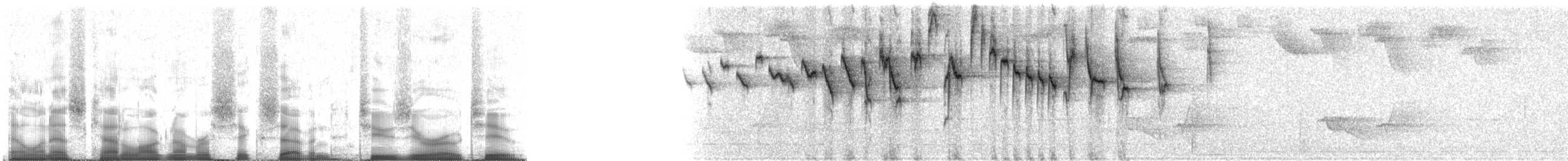 Paruline triligne (meridanus/bessereri) - ML67202