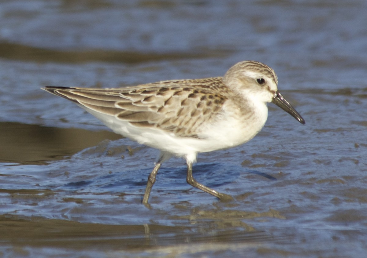 Semipalmated Sandpiper - ML67203181