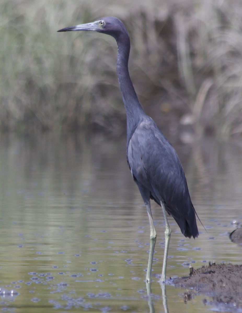 Little Blue Heron - ML67203521