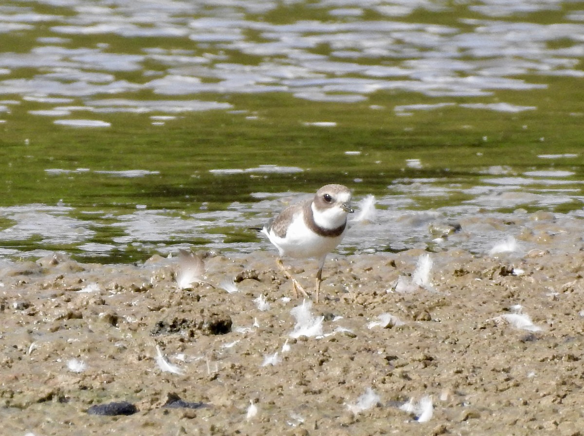 Semipalmated Plover - ML67204011
