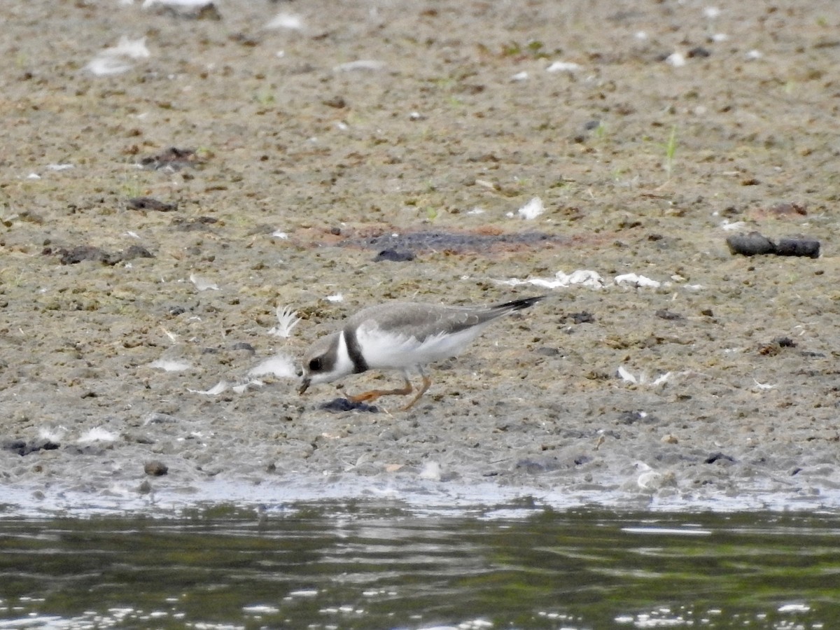 Semipalmated Plover - ML67204231