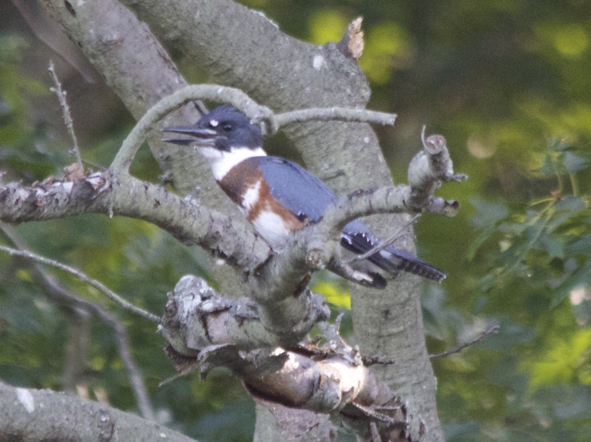 Belted Kingfisher - ML67204651