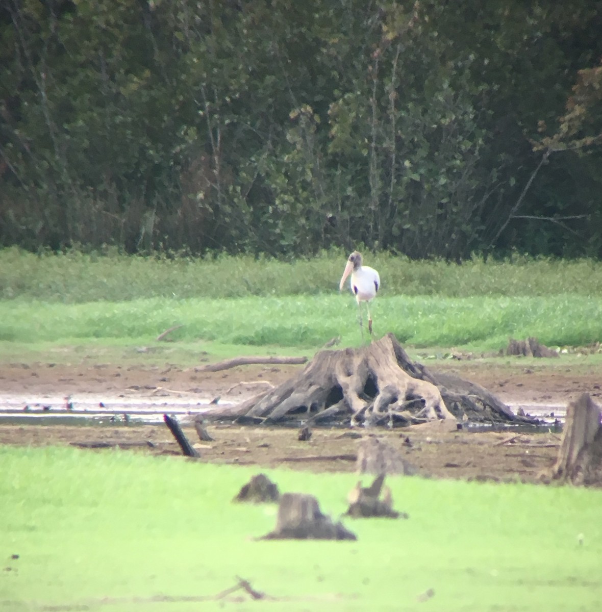 Wood Stork - ML67205481