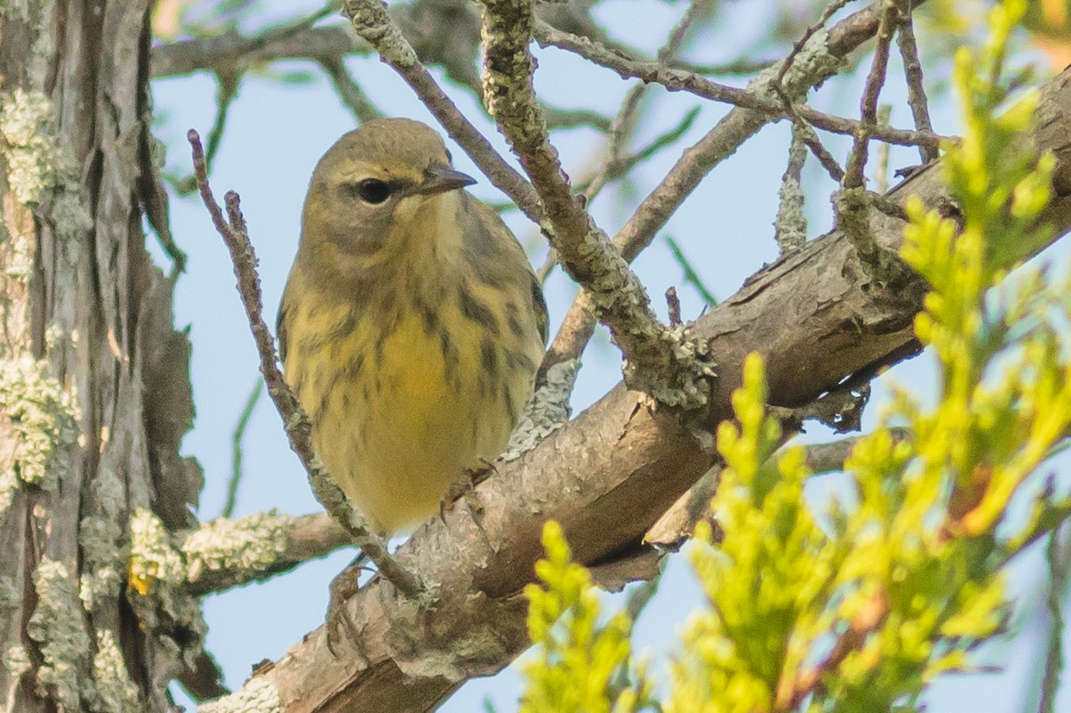 Cape May Warbler - ML67207851