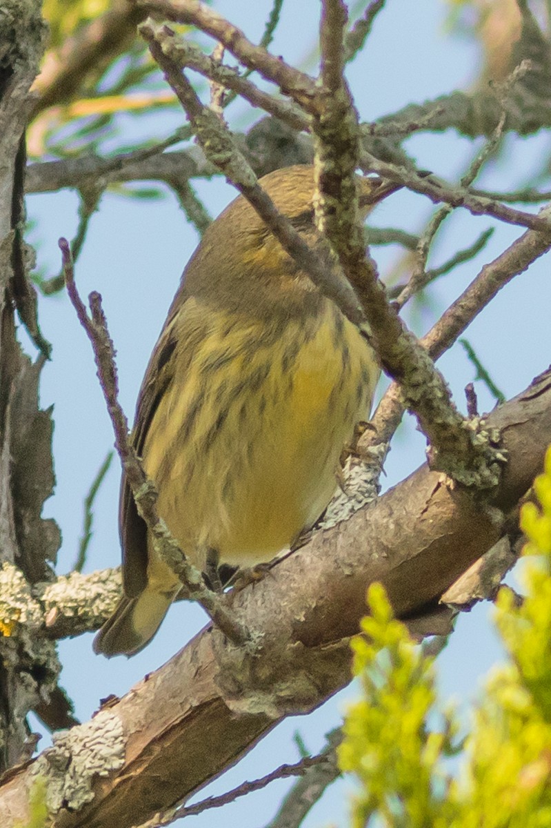 Cape May Warbler - ML67207861