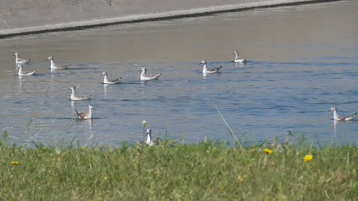 Wilson's Phalarope - ML67208711