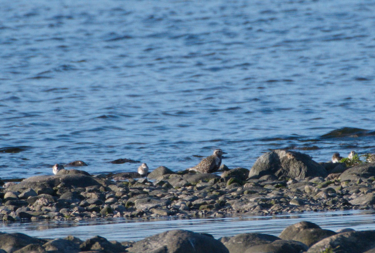 American Golden-Plover - Annie Lavoie