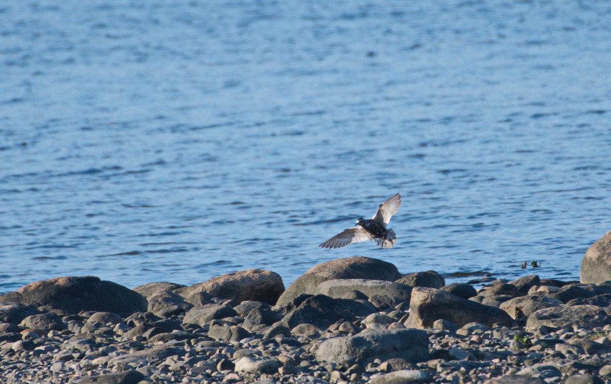 American Golden-Plover - Annie Lavoie