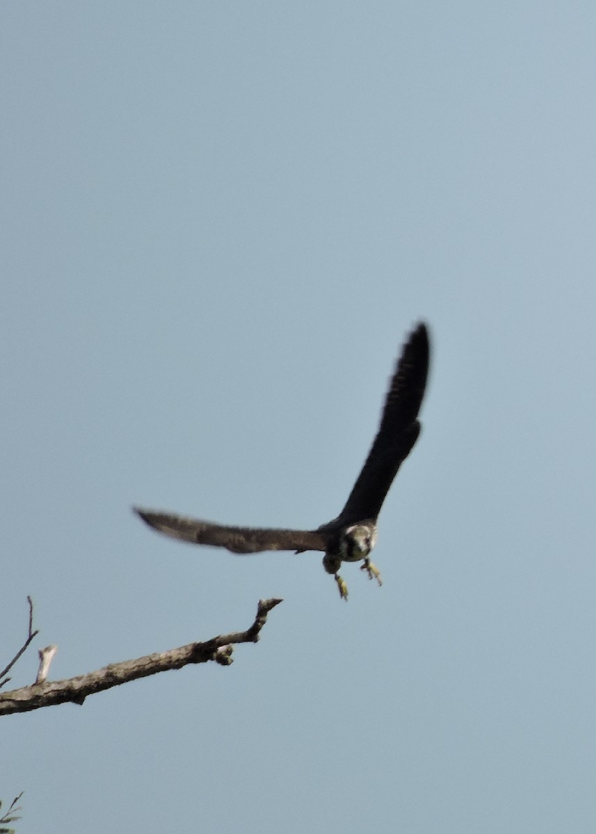 Peregrine Falcon - Mike Norton