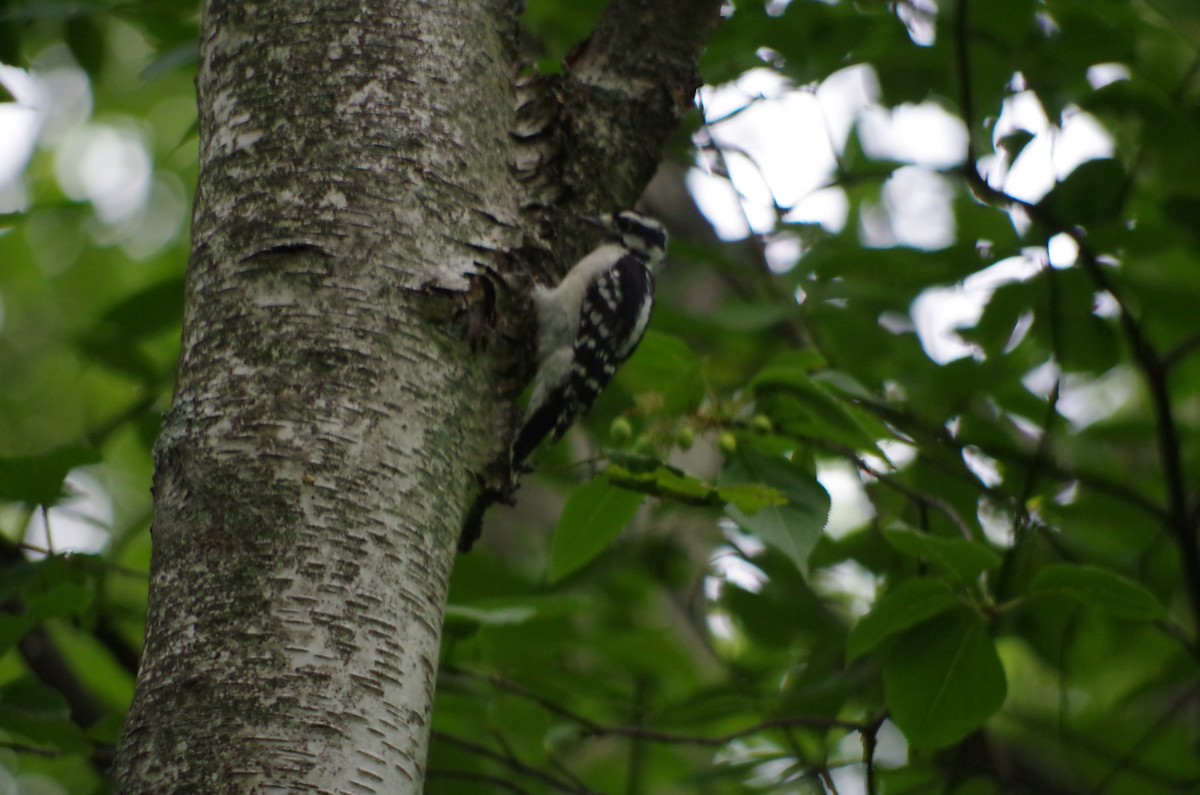 Downy Woodpecker - Michele Arduengo