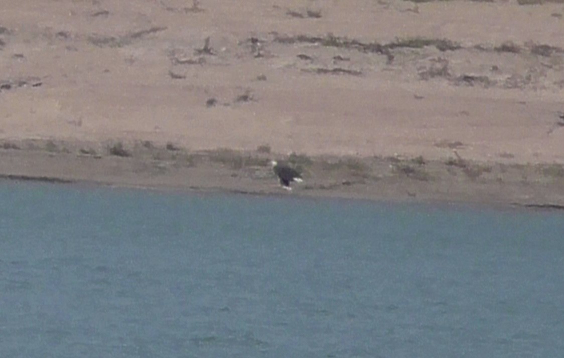 Bald Eagle - ML67210751