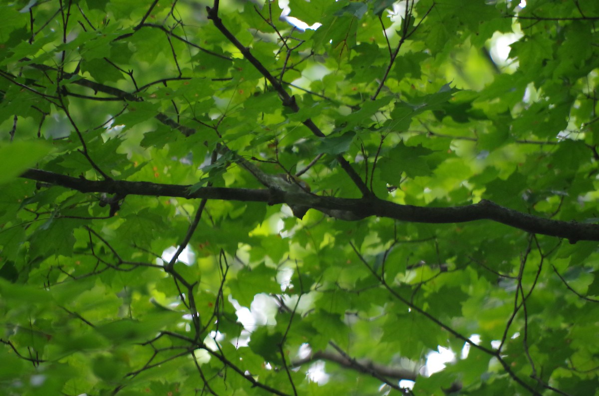 Chestnut-sided Warbler - ML67210991