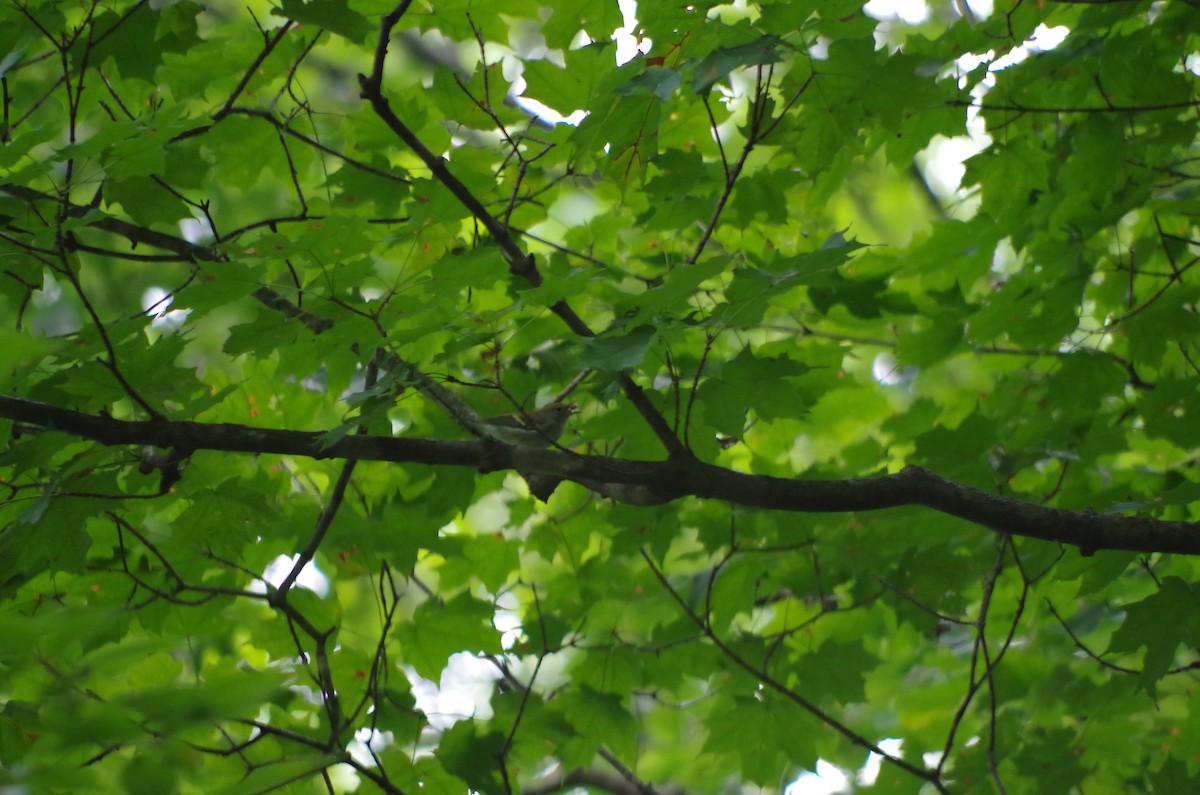 Chestnut-sided Warbler - ML67211001