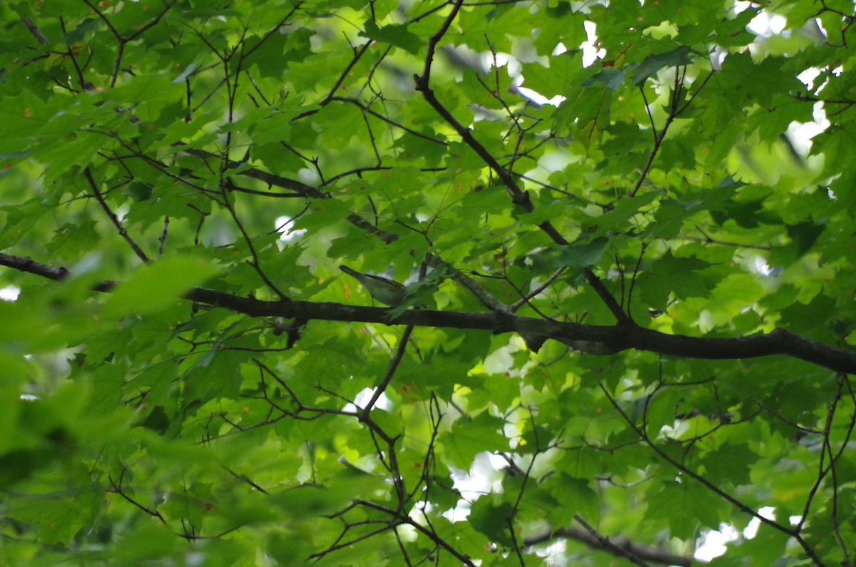 Chestnut-sided Warbler - ML67211011