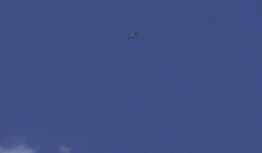 Swallow-tailed Kite - ML67212551